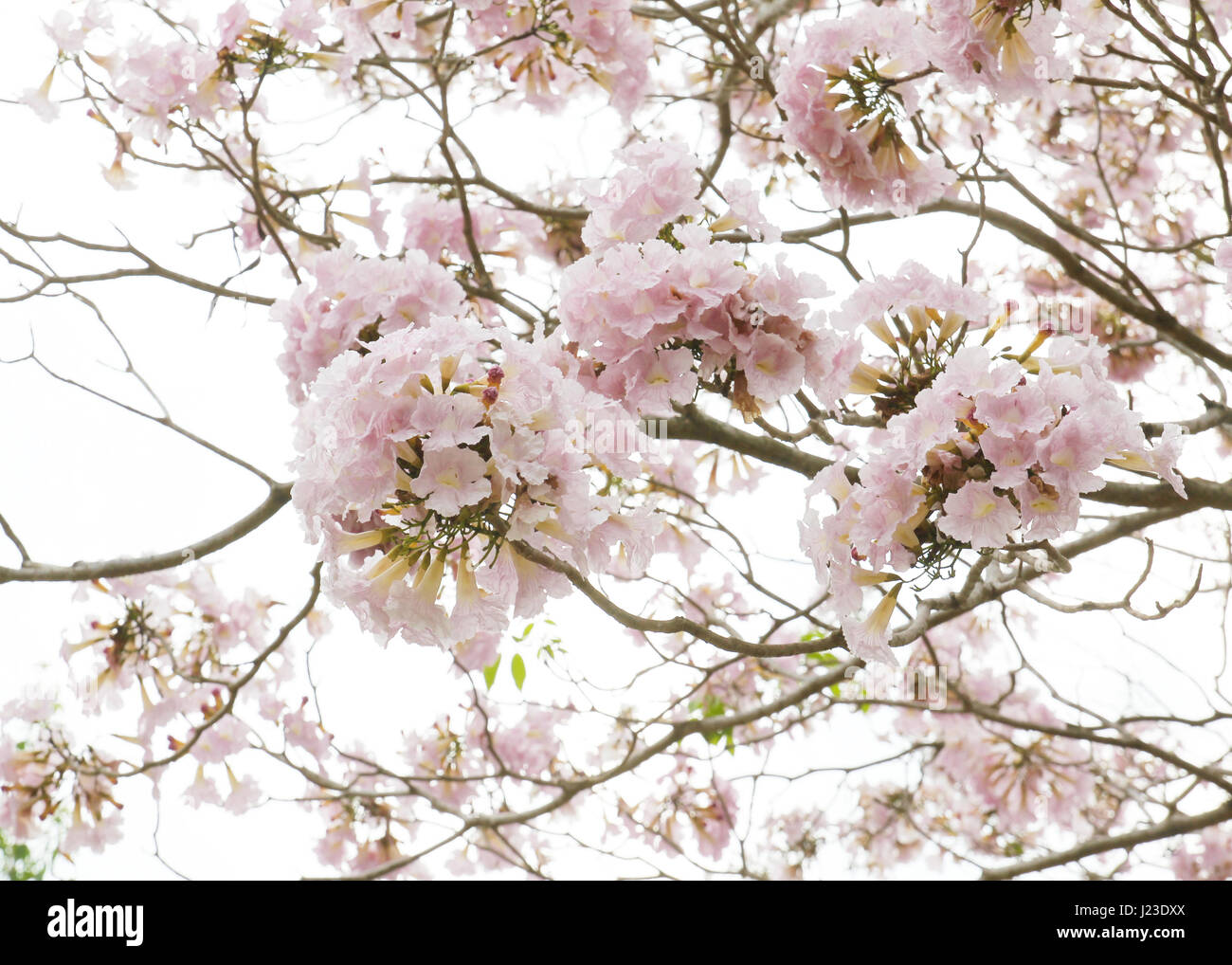 Pink Trumpet (Tabebuia rosea) flower Stock Photo