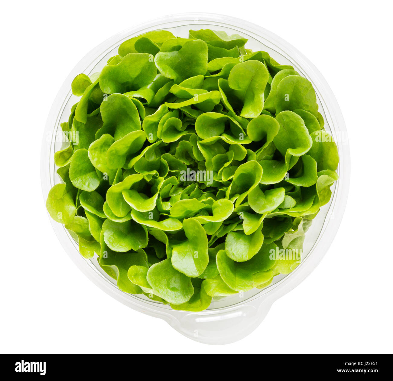 Salanova lettuce growing in plastic pot to allow individual leaves to be picked Stock Photo
