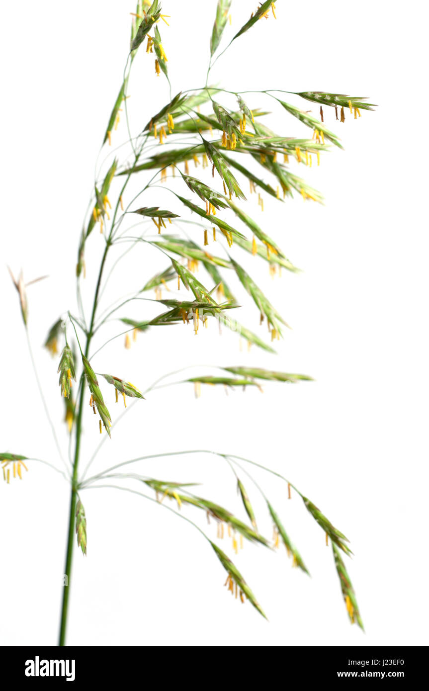 Awnless brome (Bromopsis inermis) over white background Stock Photo