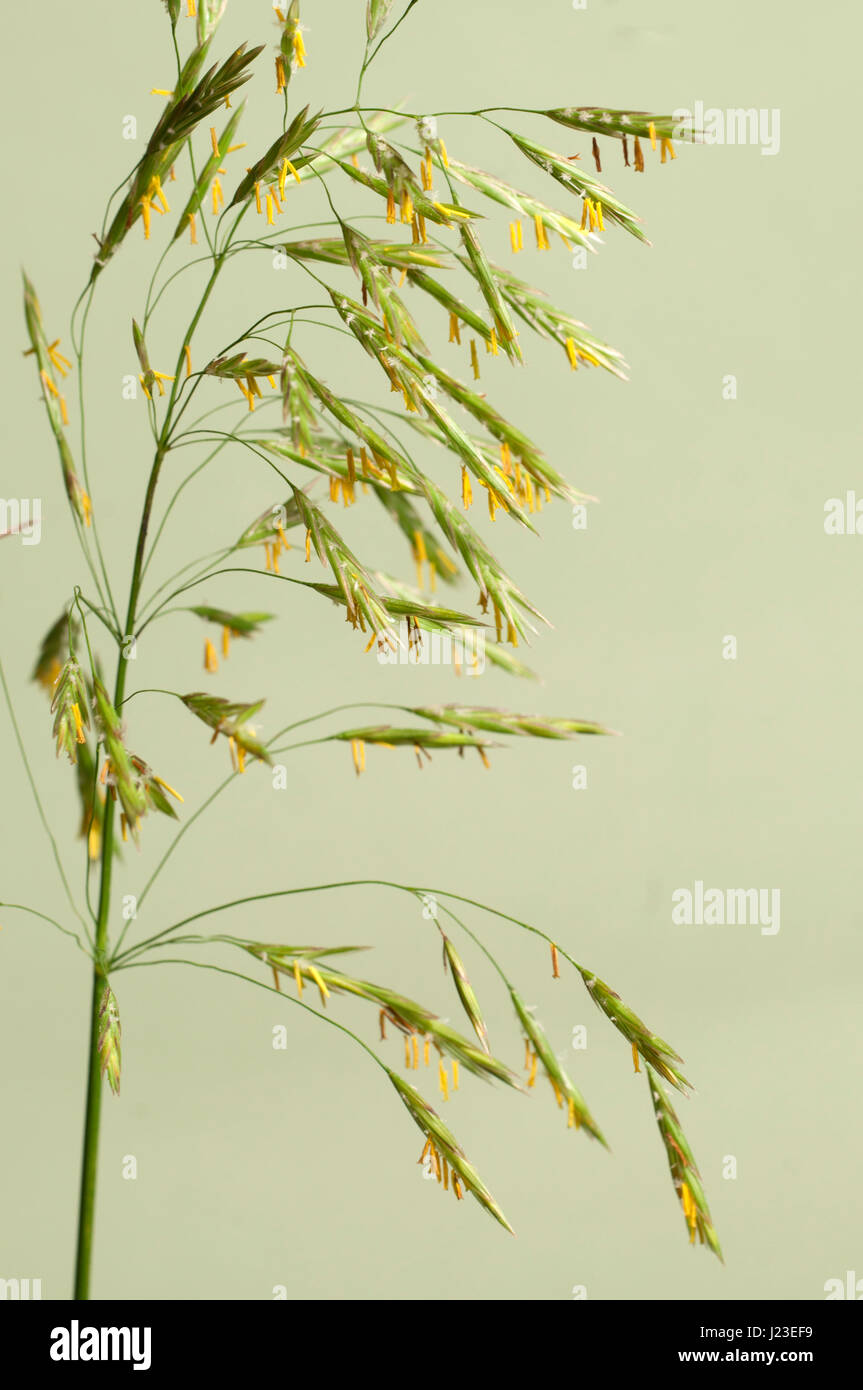 Awnless brome (Bromopsis inermis) over green background Stock Photo