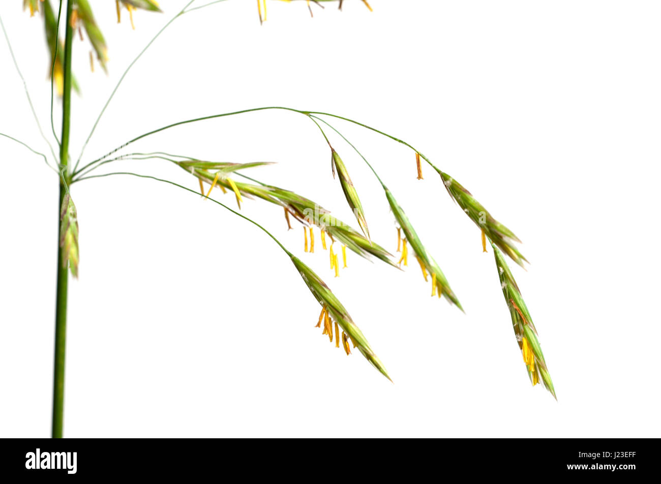 Awnless brome (Bromopsis inermis) over white background Stock Photo