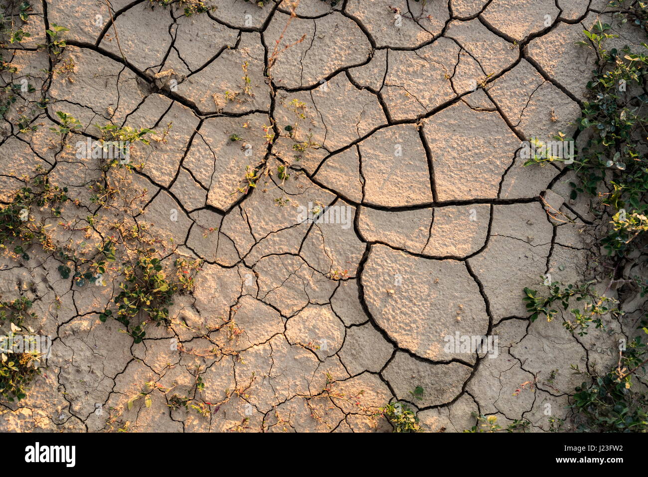 Drought agricultural land. The ground cracks, no water, lack of moisture. Stock Photo