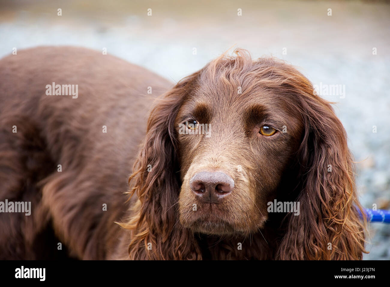 hairy cocker spaniel