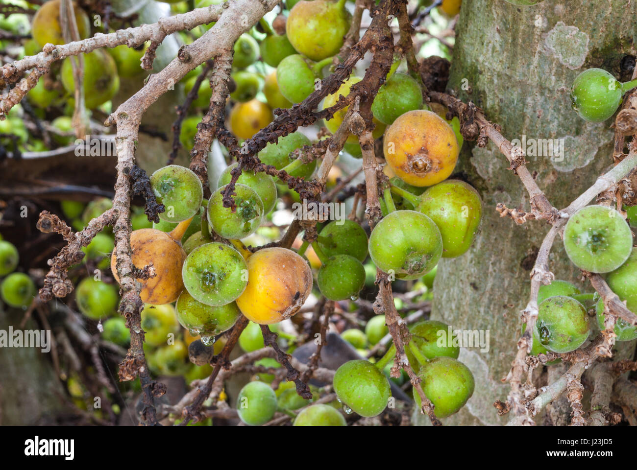 Closeup to Raw and Ripe of Cluster Fig/ Goolar (Gular)/ Ficus Racemosa L. / MORACEAE Stock Photo