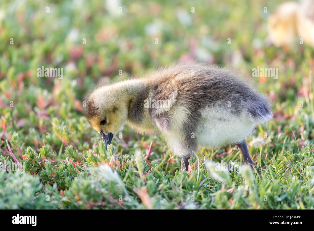 Canada Gosling (Branta Canadensis) Eating Grass Stock Photo