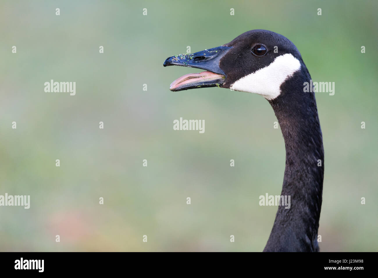 Hissing Canada Goose (Branta Canadensis) Stock Photo