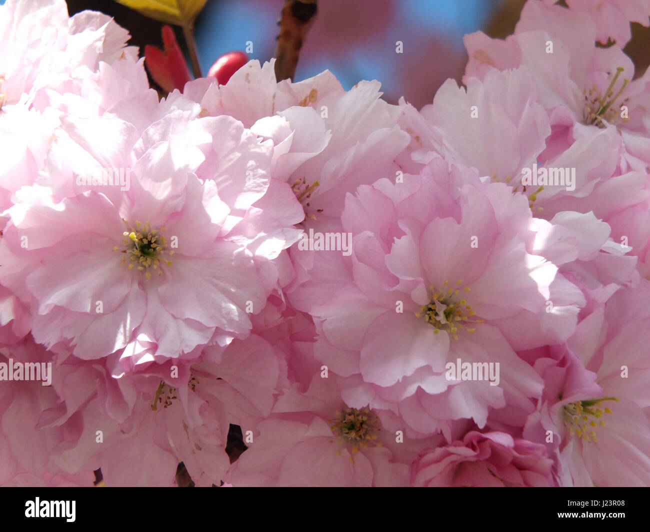 Pink cherry blossom in close up in spring Stock Photo - Alamy
