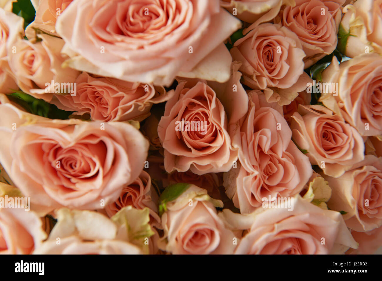 Background texture of beautiful delicate pink rose petals Stock Photo -  Alamy