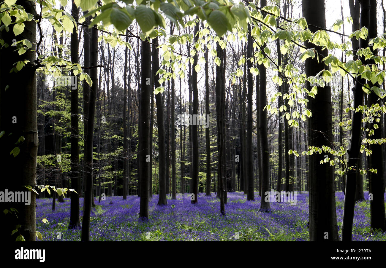 The Hallerbos Or Blue Forest In Halle Belgium Is Covered By Bluebells