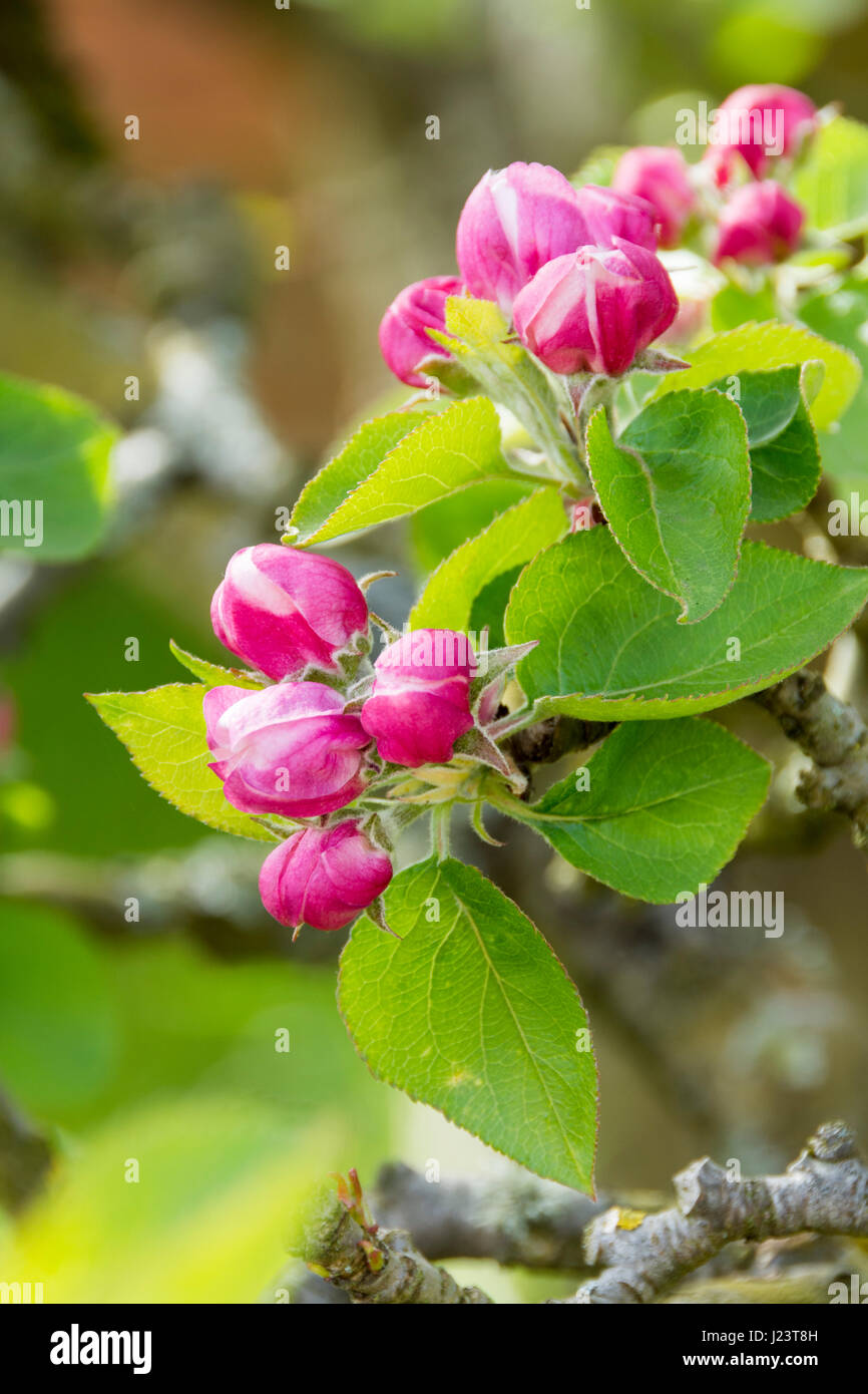 Apple blossom fruit tree flower bud buds spring fruit hires stock