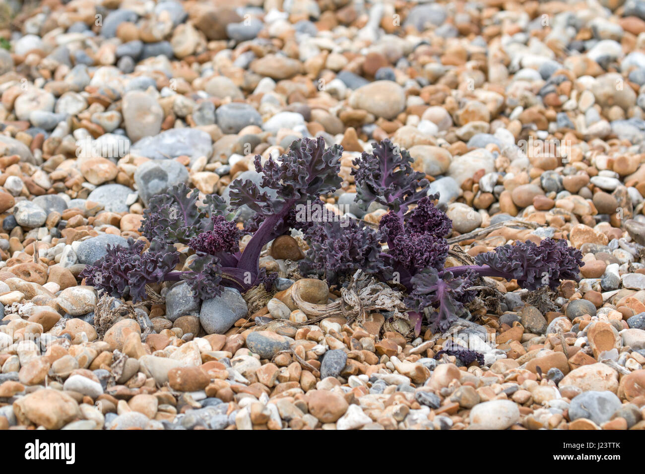 Newly-sprouted Sea Kale on pebble beach in East Sussex. Stock Photo