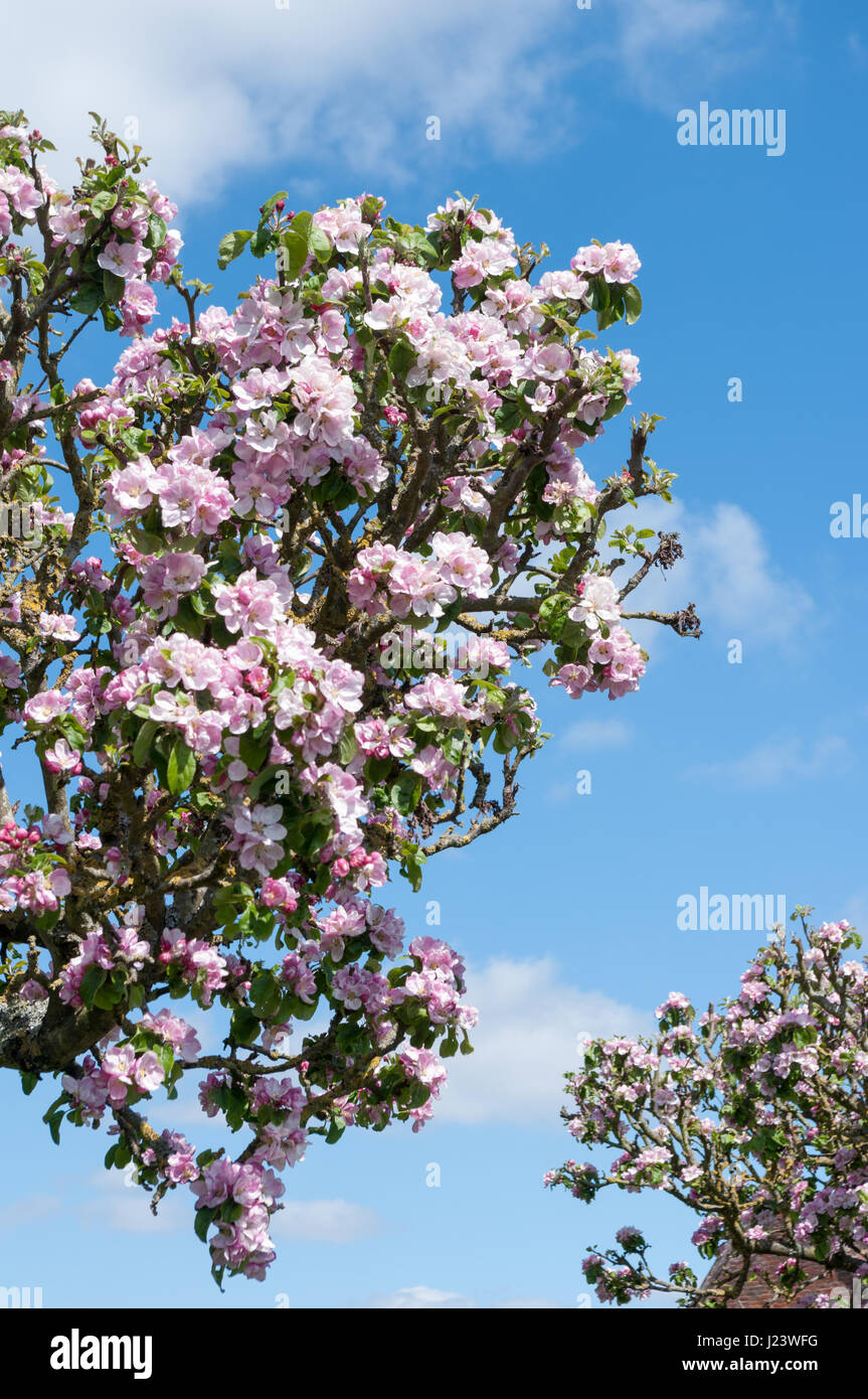 Pink apple blossom growing on the apple tree with a bee in one of the flowers. Scientific name Malus pumila. Stock Photo