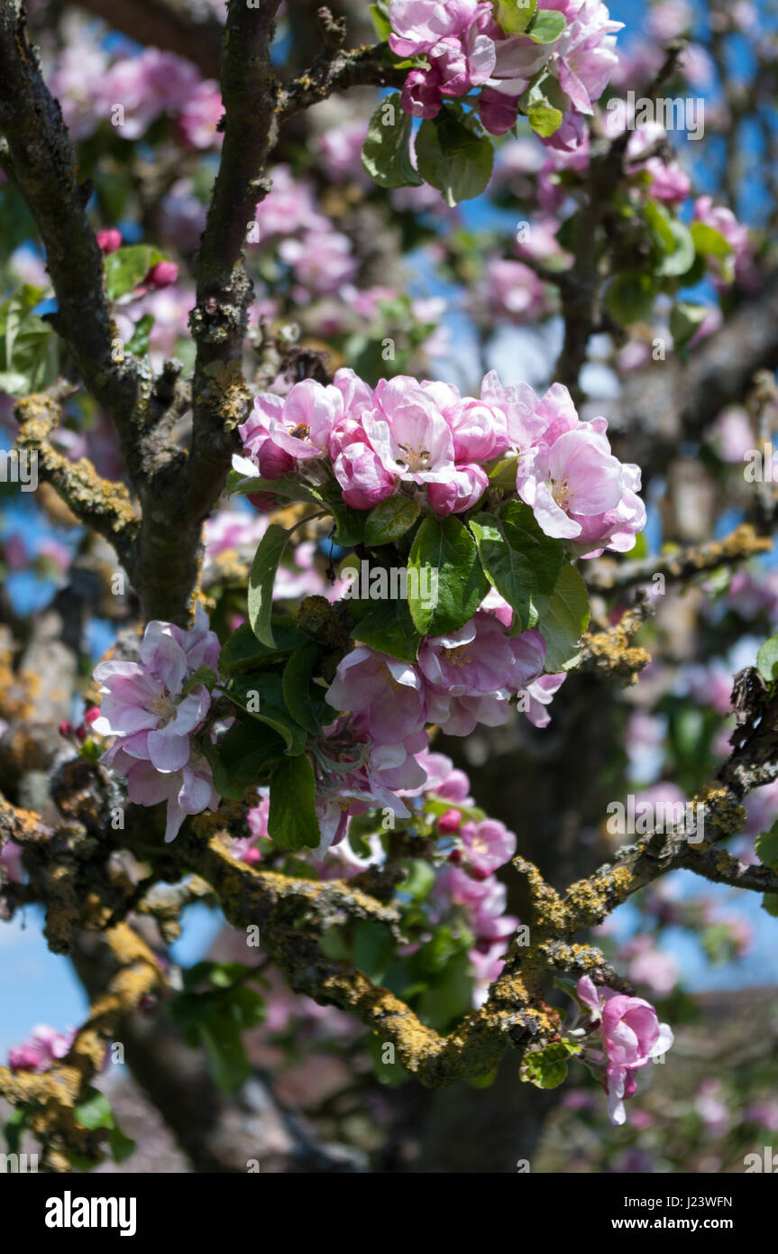 Pink apple blossom growing on the apple tree with a bee in one of the flowers. Scientific name Malus pumila. Stock Photo