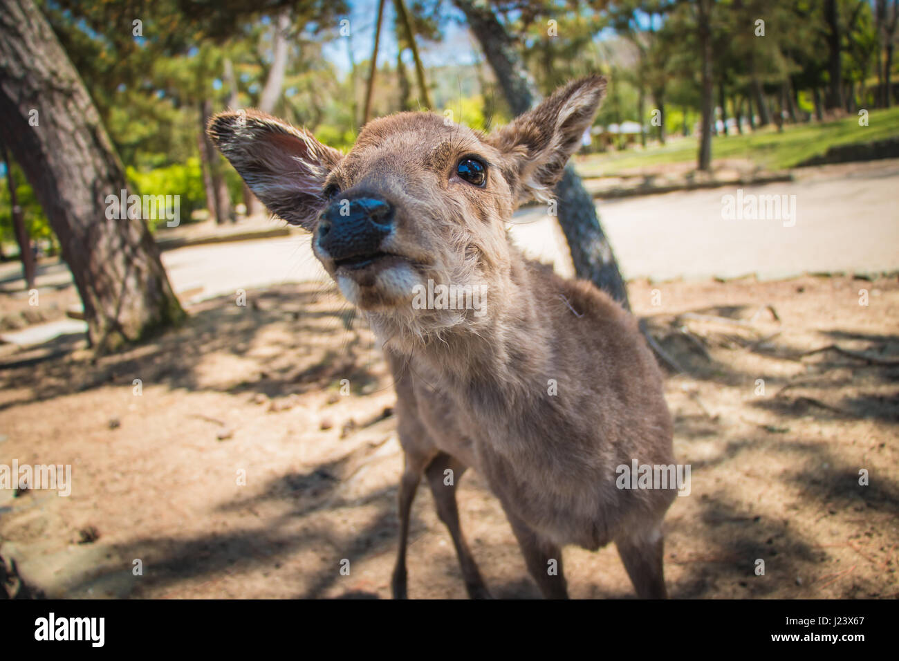 A close-up photo of a friendly deer in Nara, Japan Stock Photo