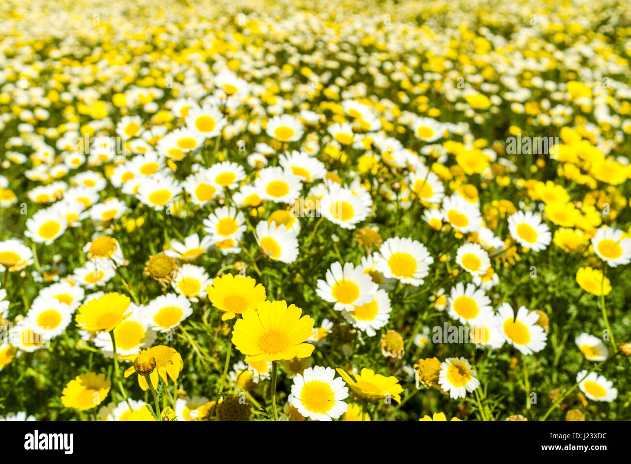 A meadow full of blooming yellow and white flowers Stock Photo