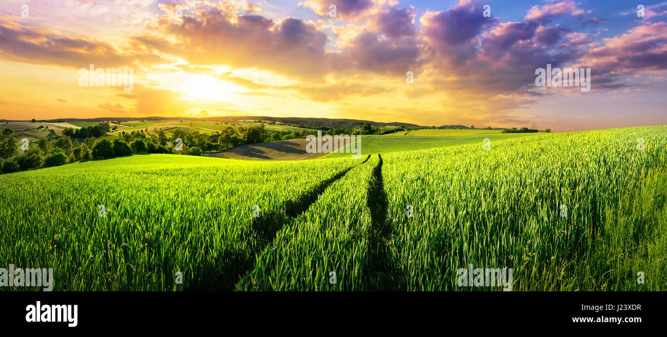 Vast green field at gorgeous sunset, a colorful panoramic landscape Stock Photo