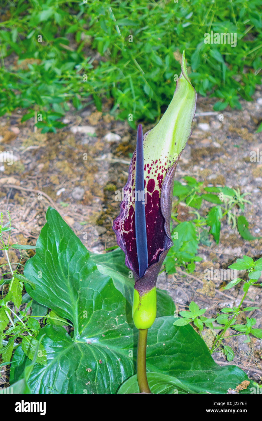 Arum dioscoridis flower, Rhodes, Greece, Mediterranean, Europe Stock Photo