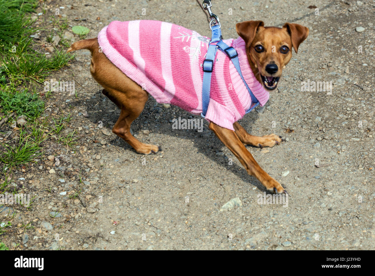 An angry dog on a leash in a pink suit barking Stock Photo