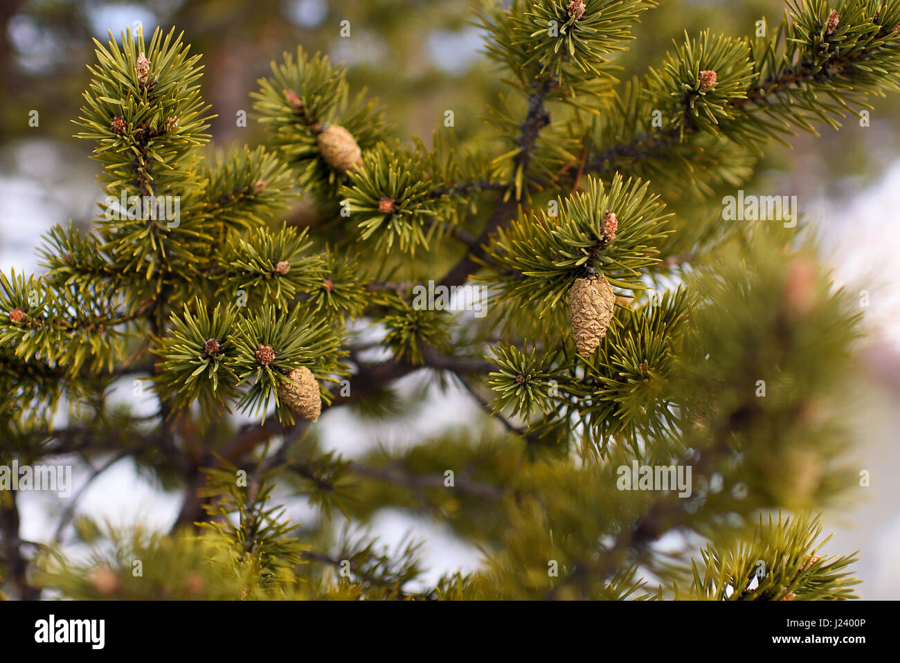 Closeup lush tree branch hi-res stock photography and images - Alamy