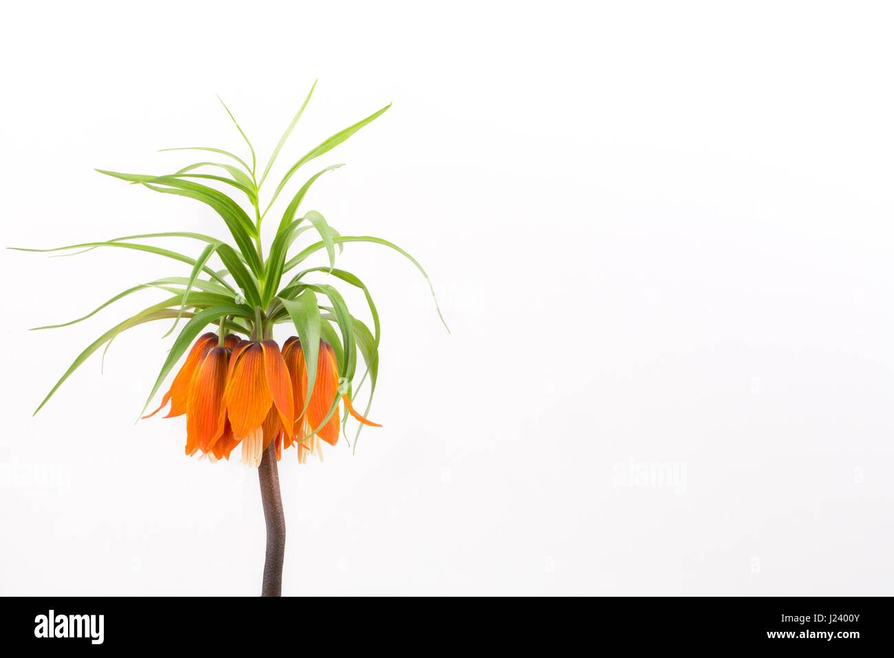 Crown imperial on a white background Stock Photo