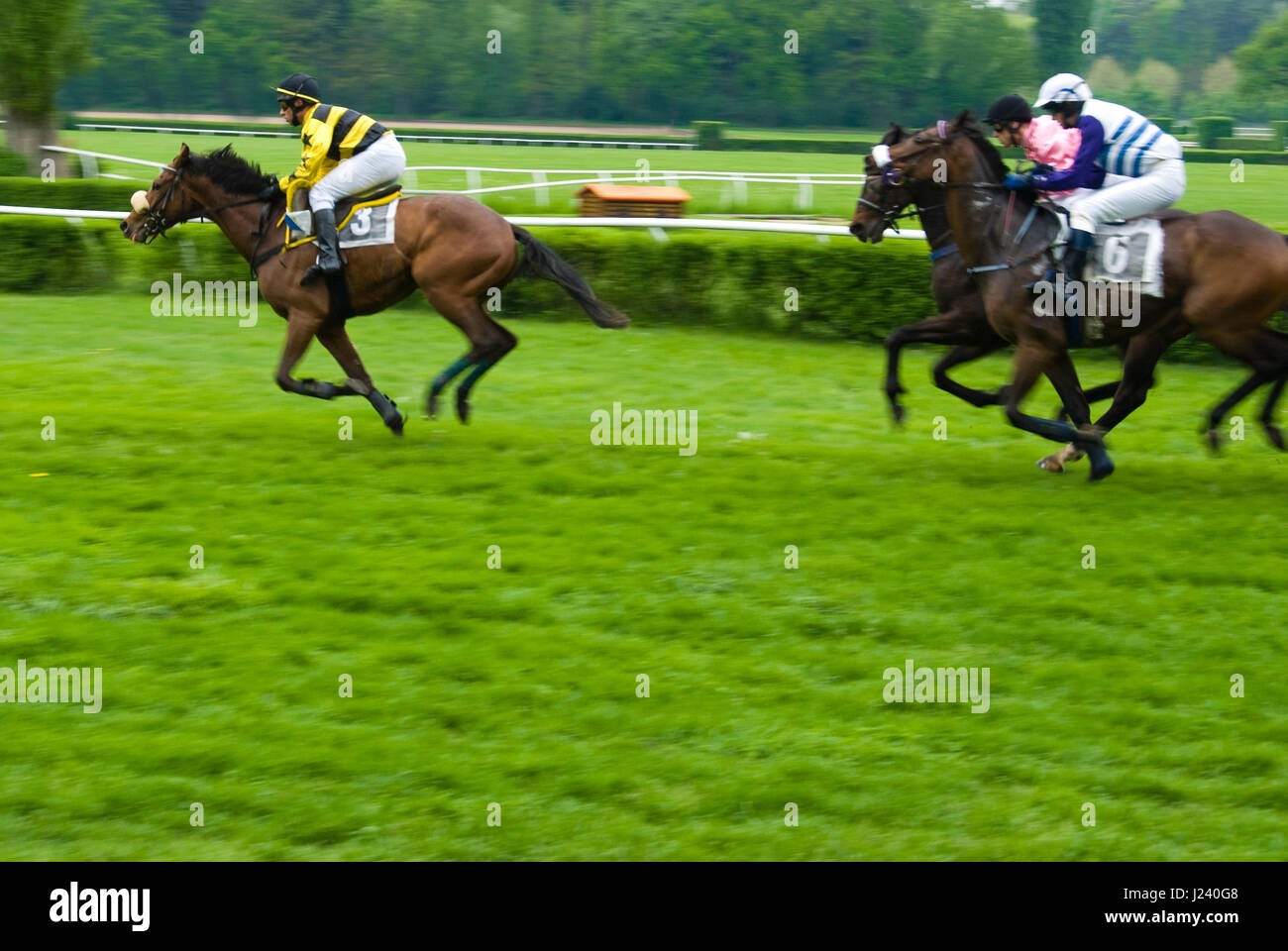 a steeplechase horse race, final sprint Stock Photo Alamy