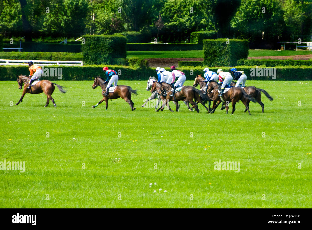 a steeplechase horse race Stock Photo Alamy
