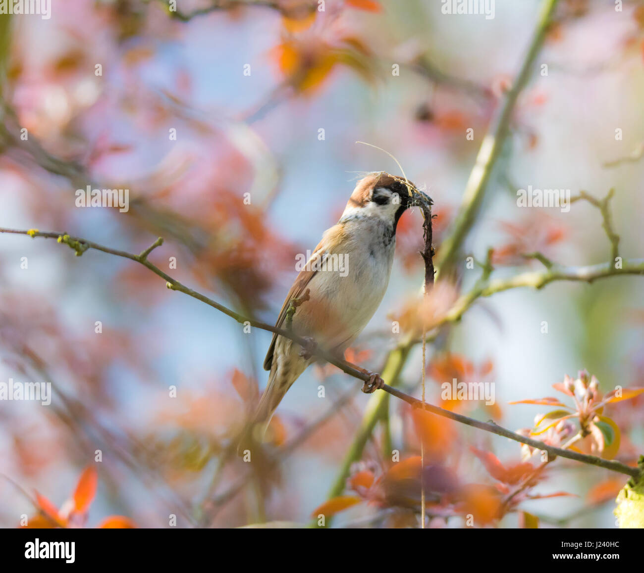 Closeup of an Eurasian Tree Sparrow collecting grass for a nest Stock Photo