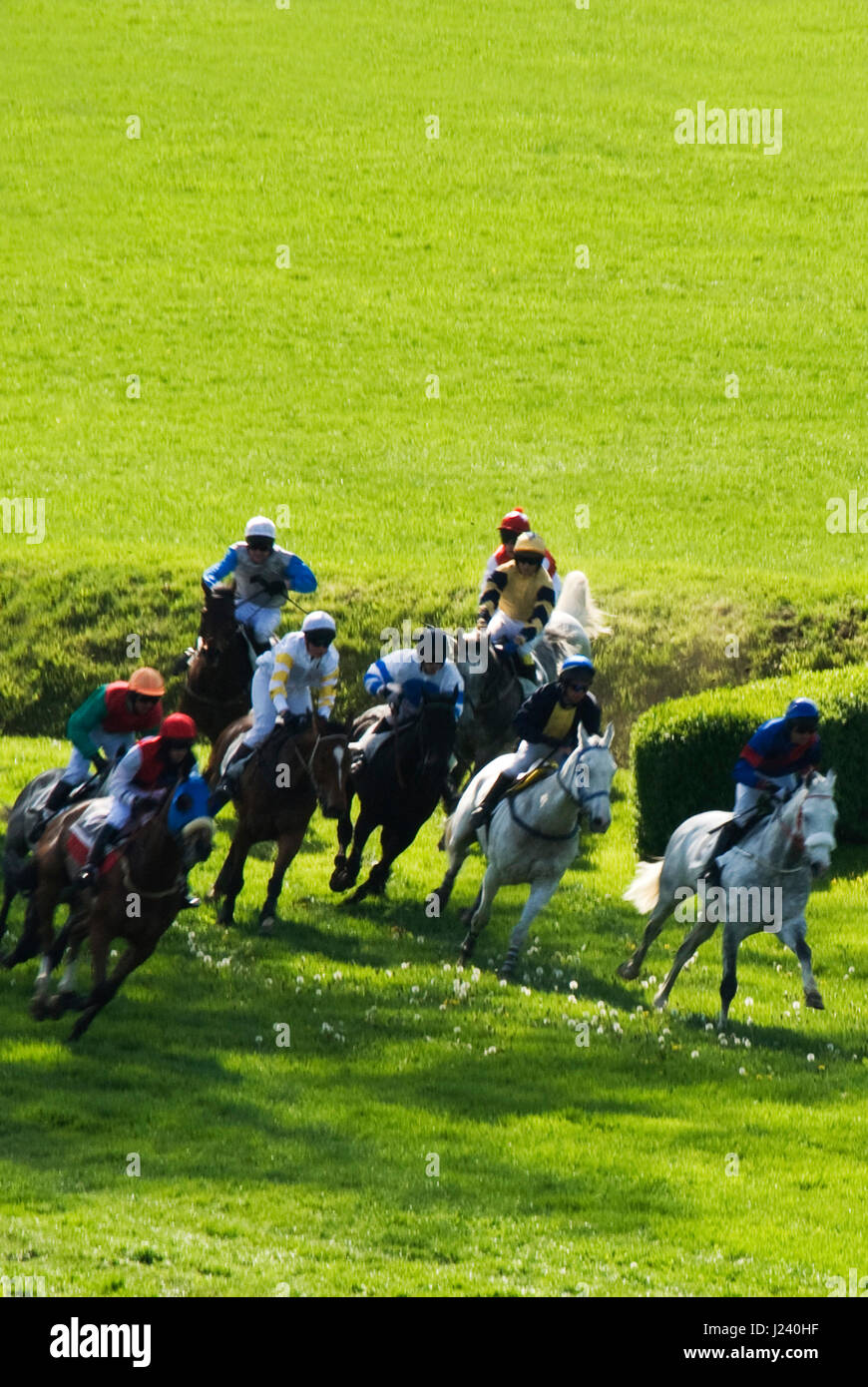 steeplechase horse race Stock Photo Alamy