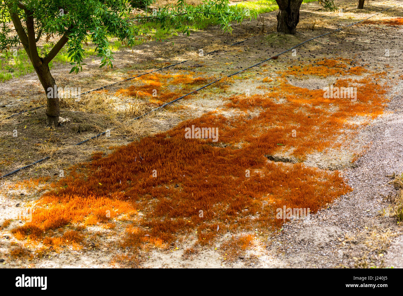 A Bryum capillare moss growing in a California San Joaquin Valley almond orchard Stock Photo