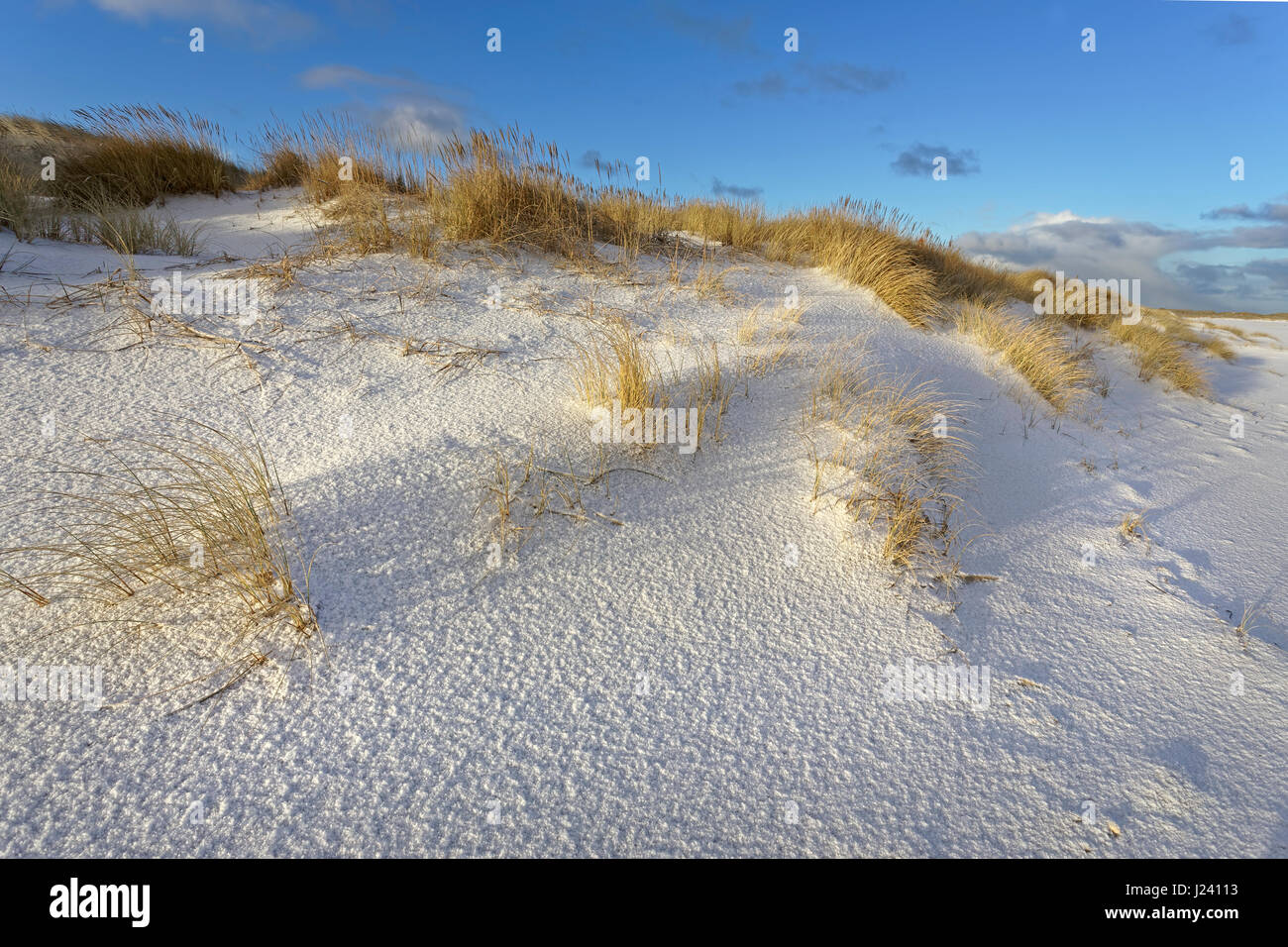 White dune with beach grass and snow (Ammophila arenaria) at the west beach of Sylt, Schleswig-Holstein, Germany Stock Photo