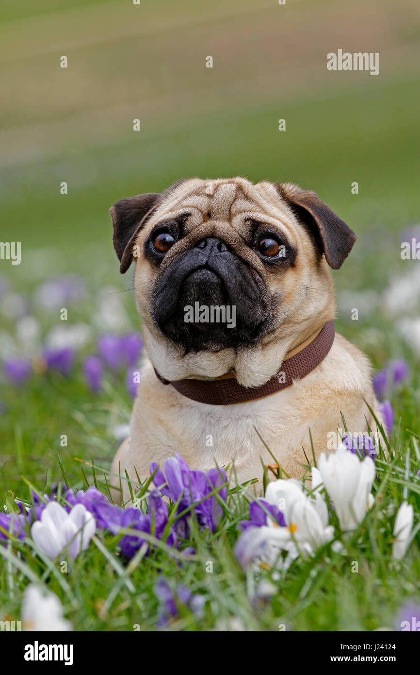 Pug dog lying on a meadow with crocus, Schleswig Holstein, Germany, Europe Stock Photo