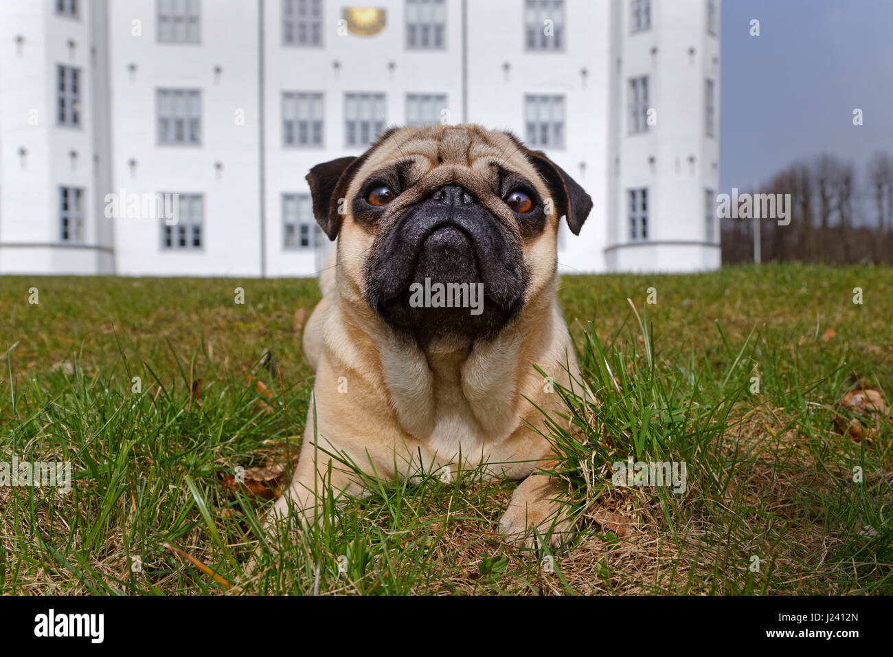 Pug dog lying on a meadow in front of Ahrensburg castle, Schleswig-Holstein, Germany, Europe Stock Photo