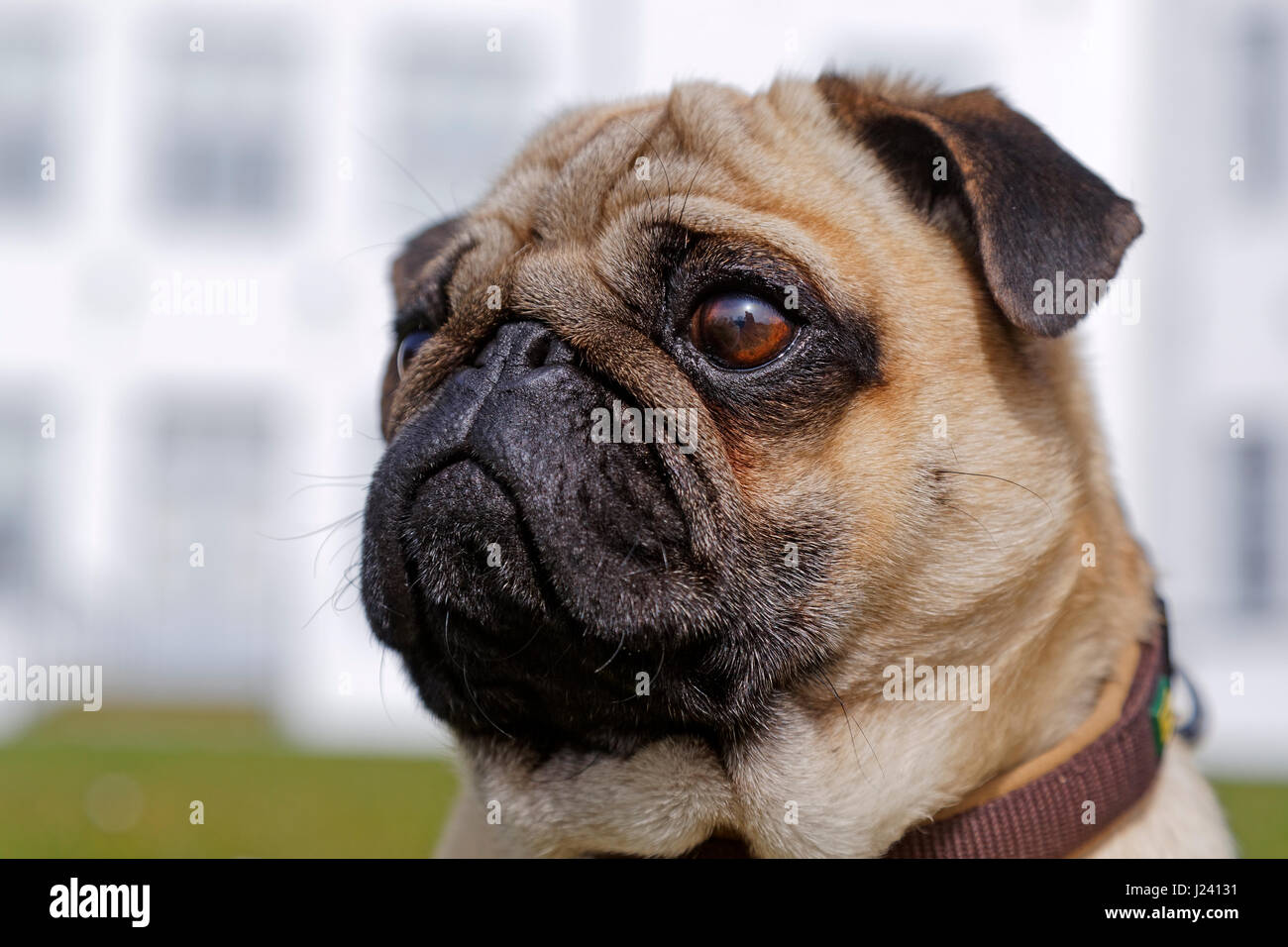 Portrait of a pug dog, Germany Stock Photo