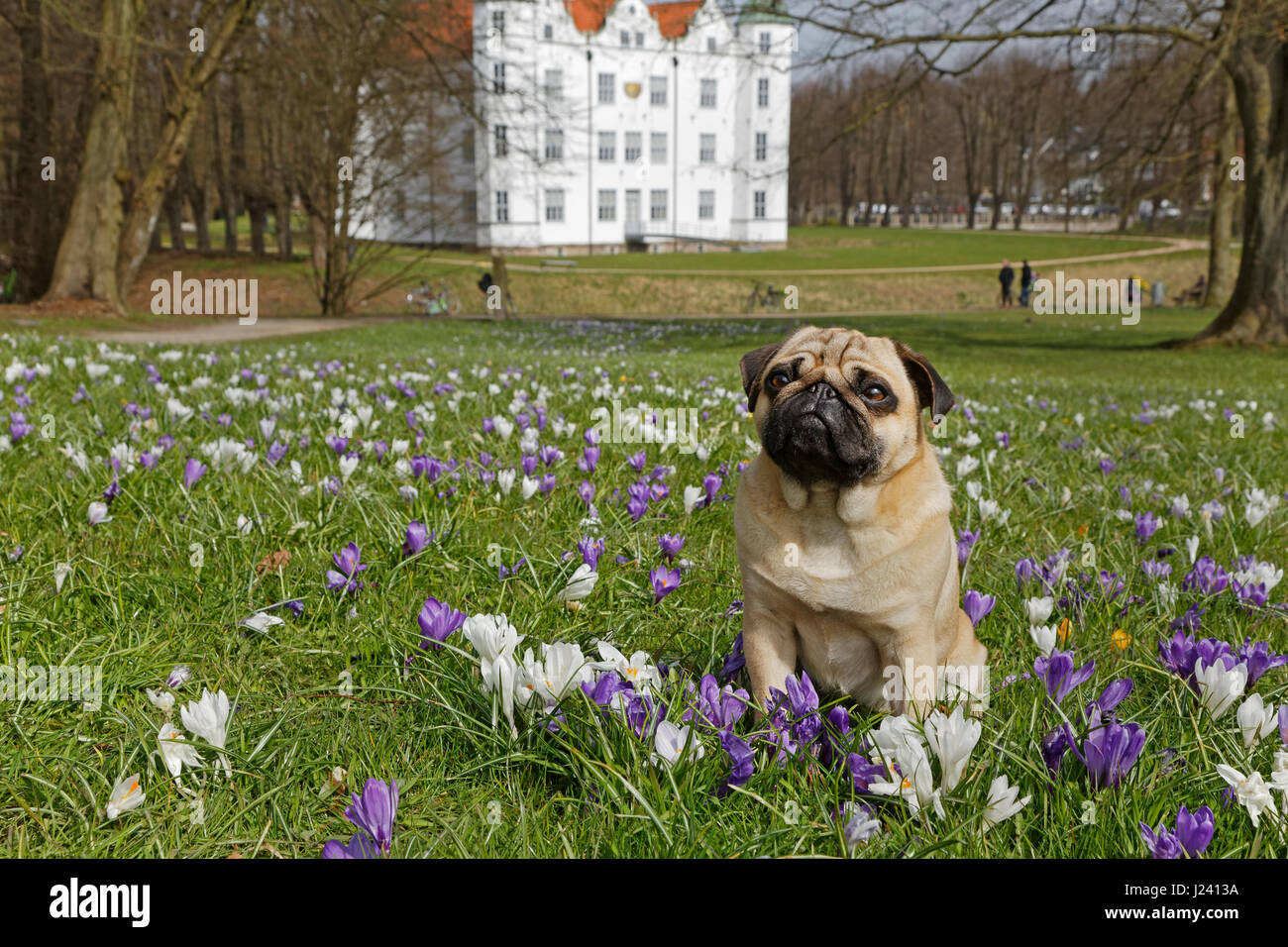 European Pug Pug dog sitting on a meadow with crocus, Schleswig Holstein, Germany ...