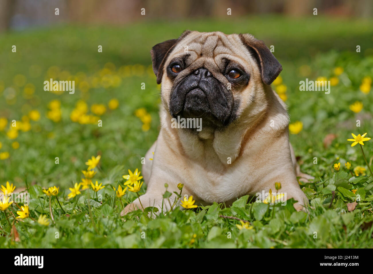 Pug dog lying on a meadow, Schleswig Holstein, Germany, Europe Stock Photo