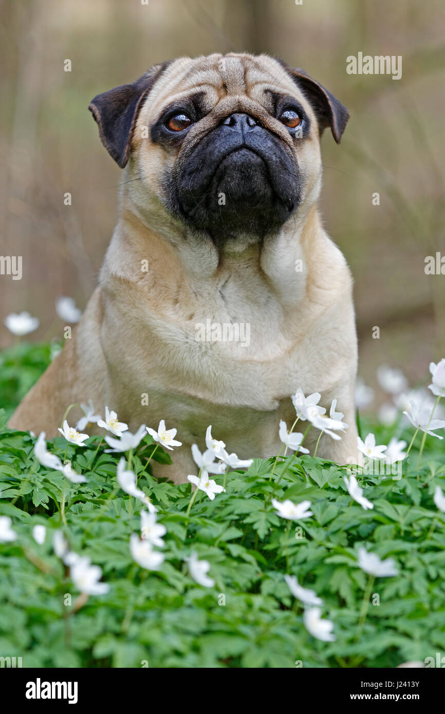 Pug dog sitting on a meadow with wood anemone, Schleswig-Holstein, Germany, Europe Stock Photo