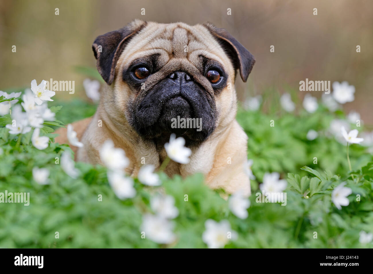 Pug dog lying on a meadow with wood anemone, Schleswig-Holstein, Germany, Europe Stock Photo