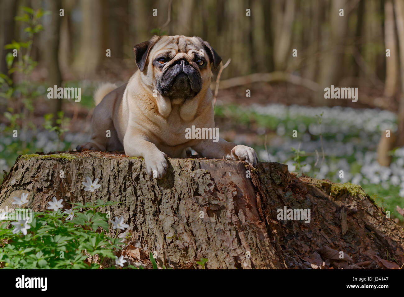 European Pug Pug dog lying on a tree trunk, Schleswig-Holstein, Germany, Europe ...