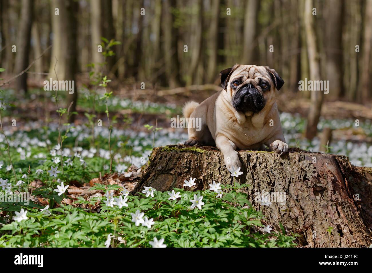 Pug dog lying on a tree trunk, Schleswig-Holstein, Germany, Europe Stock Photo