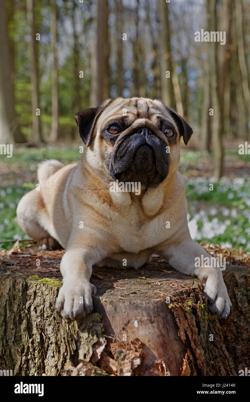 European Pug Pug dog lying on a tree trunk, Schleswig-Holstein, Germany, Europe ...