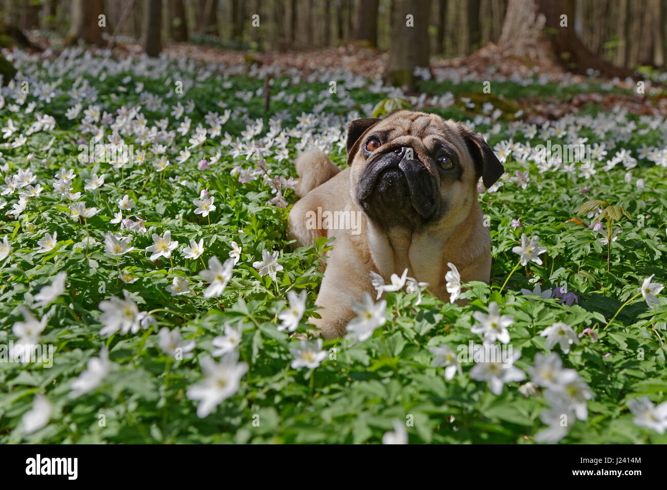 Pug dog lying in a meadow with wood anemones, Schleswig-Holstein, Germany, Europe Stock Photo
