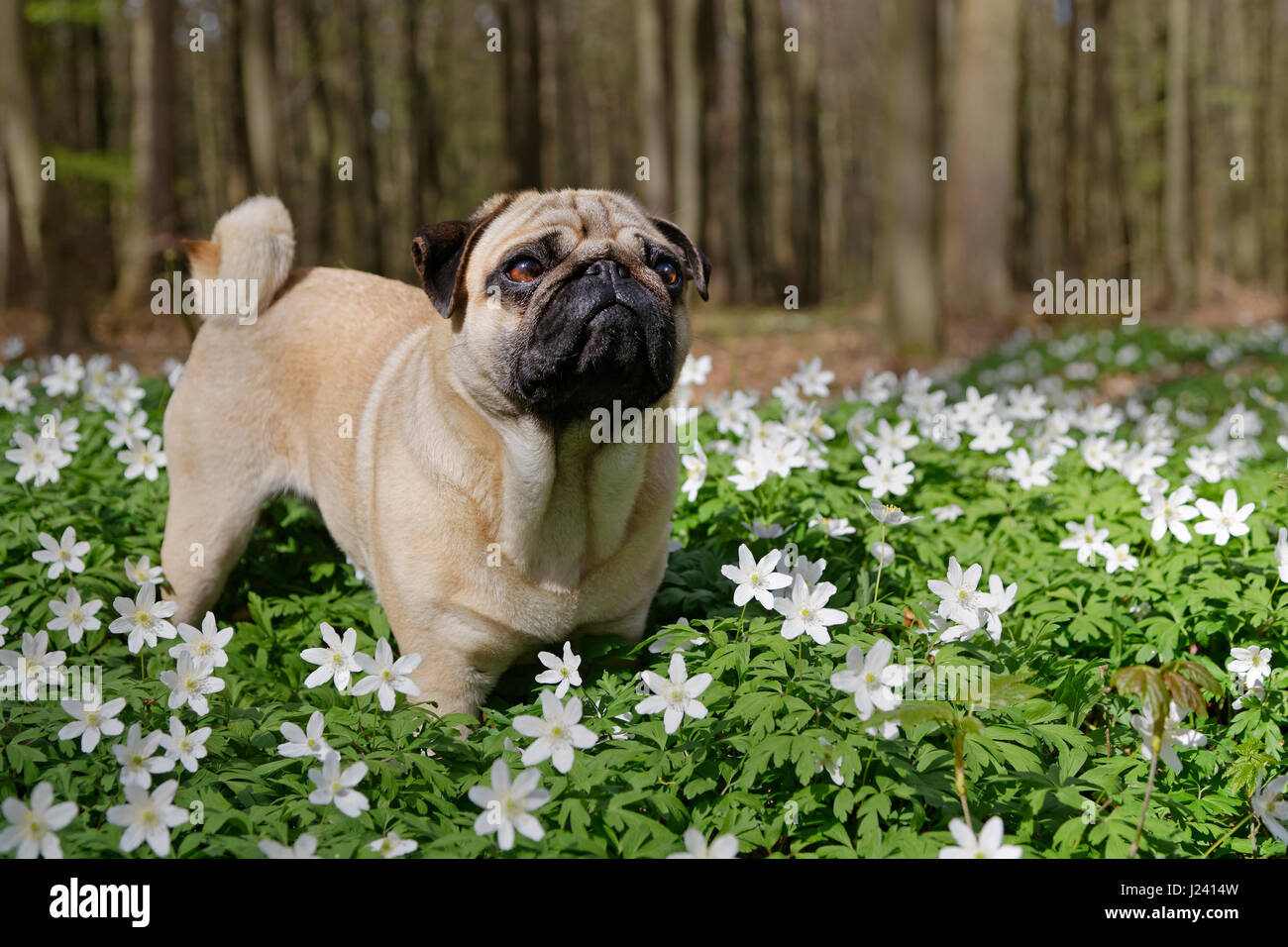 Pug dog standing in a meadow with wood anemones, Schleswig-Holstein, Germany, Europe Stock Photo