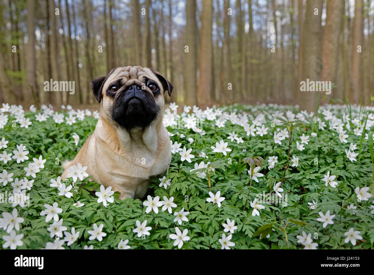 Pug dog sitting in a meadow with wood anemones, Schleswig-Holstein,Germany, Europe Stock Photo