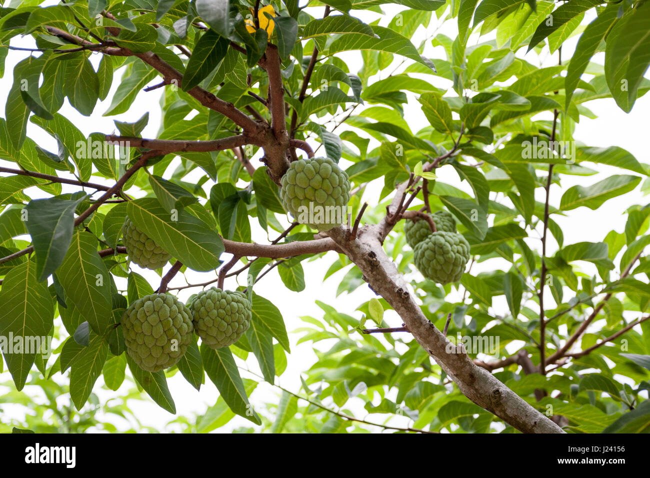 Sugar apples (Annona squamosa) growing on tree, Taitung, Taiwan Stock