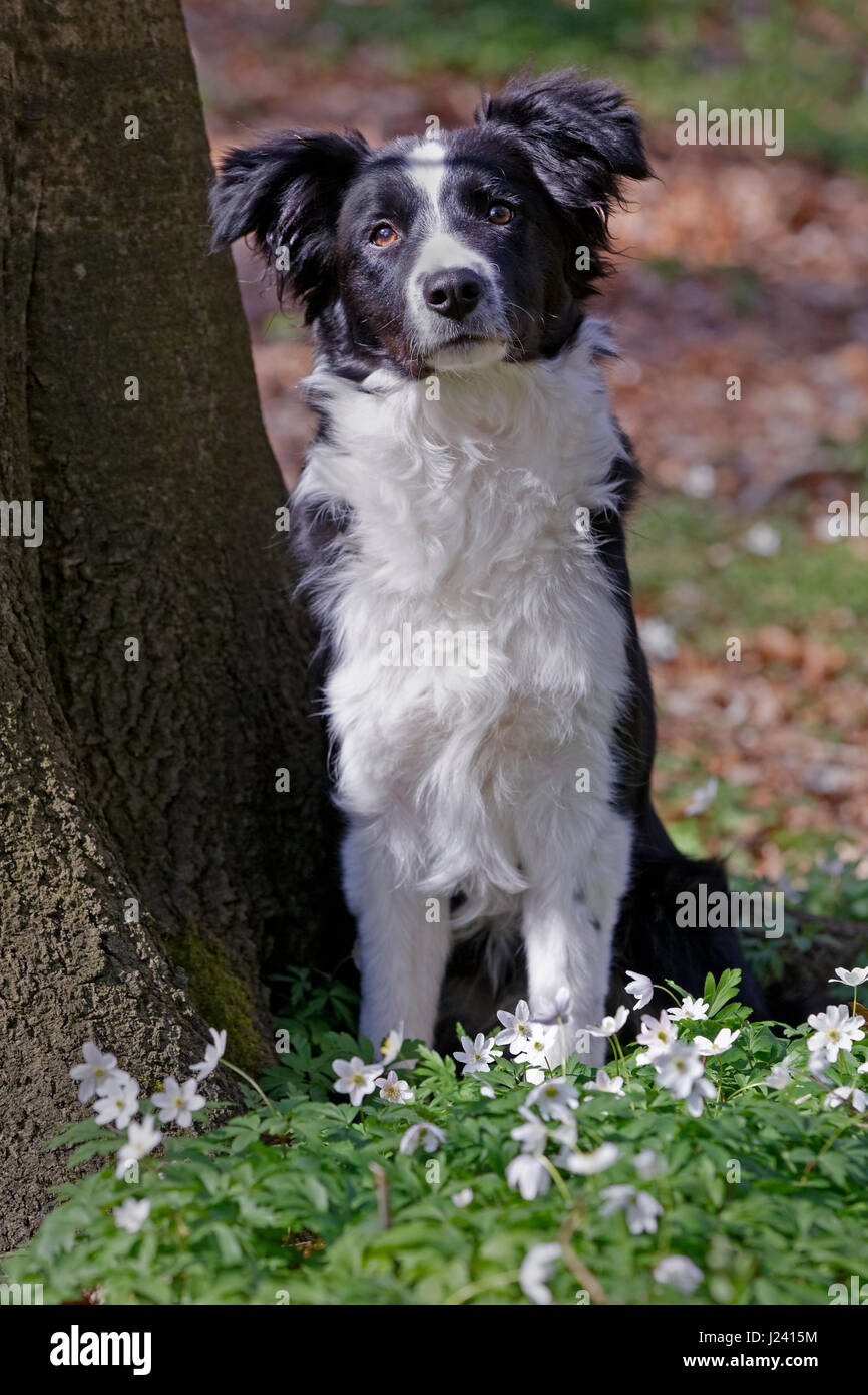 Border collie sitting in a forest, Schleswig Holstein, Germany, Europe Stock Photo