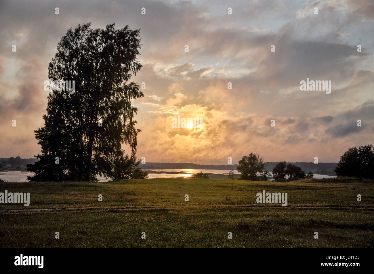 Abstract tree silhouettes hi-res stock photography and images - Alamy