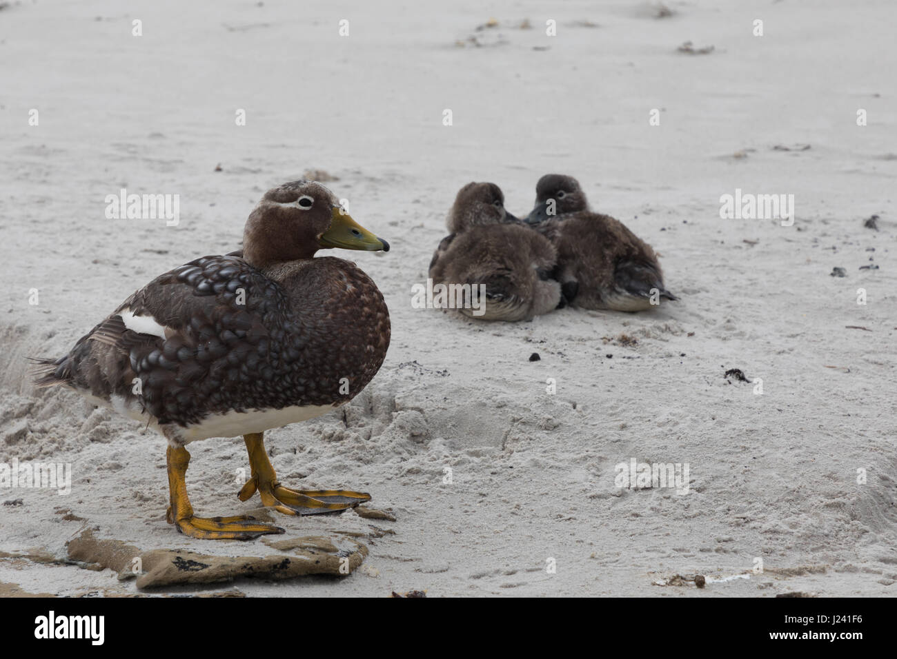 Falkland Steamer duck Stock Photo Alamy