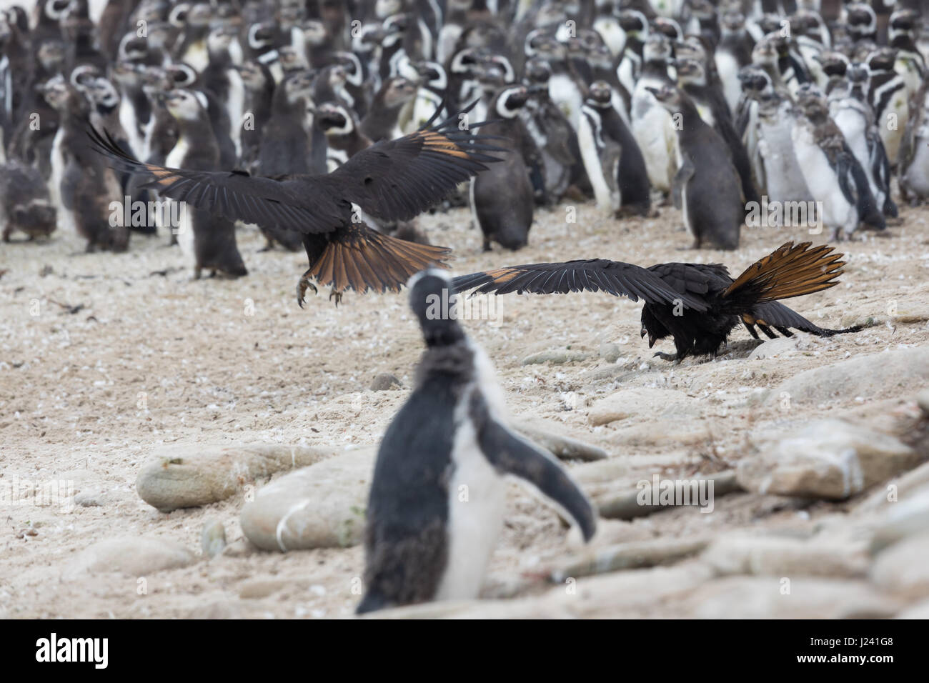 Young striated caracara with Magellanic penguins Stock Photo
