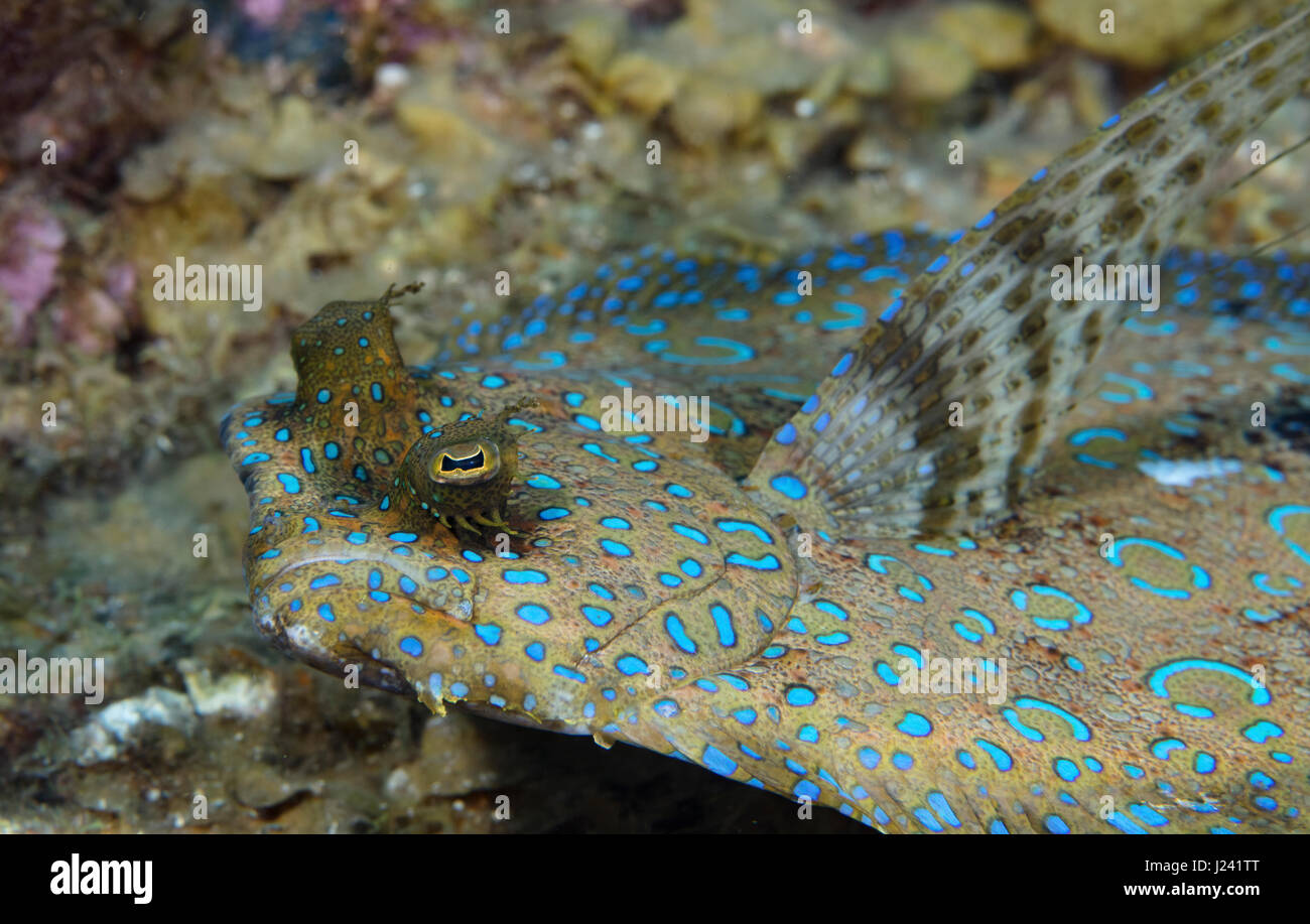 Closeup of Peacock flounder Stock Photo