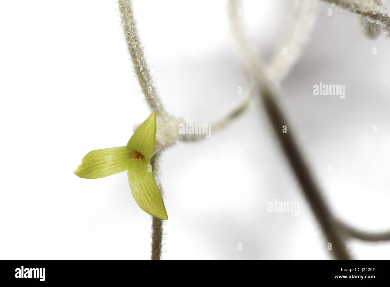 Tillandsia usneoides bromeliad hi-res stock photography and images - Alamy